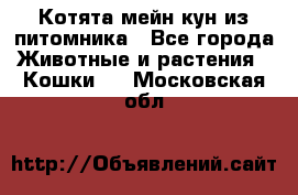 Котята мейн-кун из питомника - Все города Животные и растения » Кошки   . Московская обл.